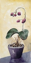 Orkidé i knopp, akvarell på grovt indiskt papper 17x36cm