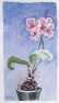 Orkidén blommar, akvarell 9x17cm